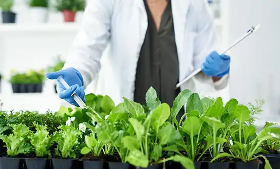 Boost Crop Immunity with High-Activity Yeast Peptides